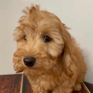 Goldendoodle Puppy Cici