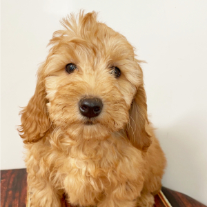 Goldendoodle Puppy Cici