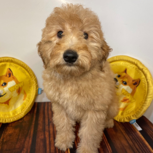 Goldendoodle Puppy Cici