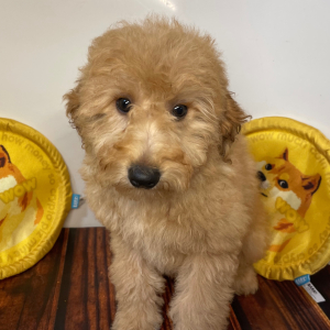 Goldendoodle Puppy Cici