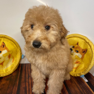 Goldendoodle Puppy Cici