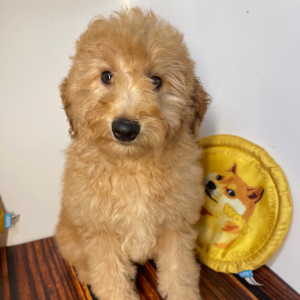 Goldendoodle Puppy Cici