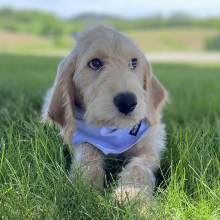 Labradoodle Puppy Ian