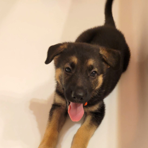 German Shepherd Dog Puppy Ginger