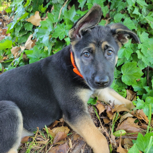 German Shepherd Dog Puppy Ginger