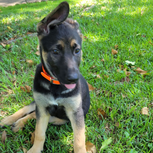 German Shepherd Dog Puppy Ginger