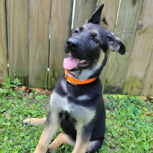 German Shepherd Dog Puppy Ginger