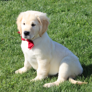 Golden Retriever Puppy Butch