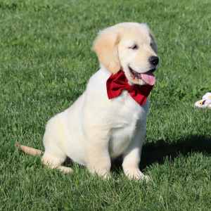 Golden Retriever Puppy Butch