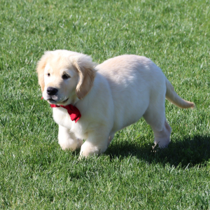 Golden Retriever Puppy Butch