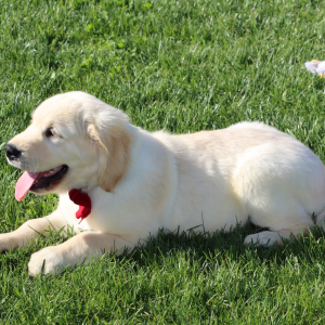 Golden Retriever Puppy Butch