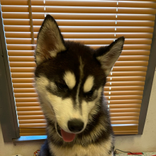Siberian Husky Puppy Viper
