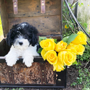 Labradoodle Puppy Handess