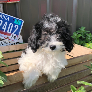 Labradoodle Puppy Handess