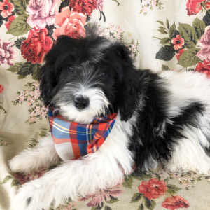 Labradoodle Puppy Handess