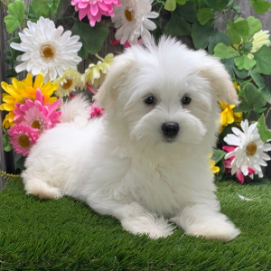 Havanese Puppy Luca