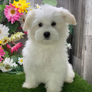 Havanese Puppy Luca
