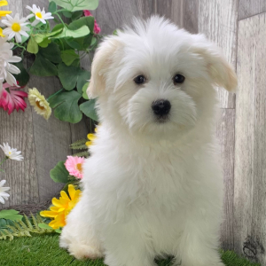 Havanese Puppy Luca