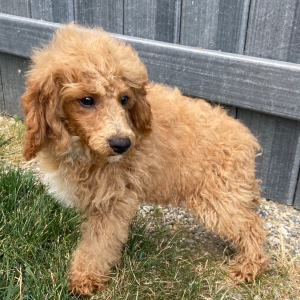 Poodle Puppy Harvey