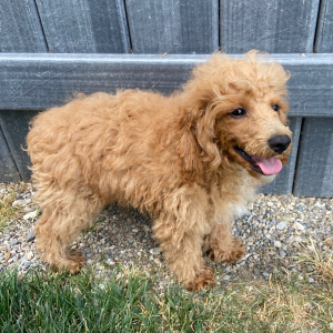 Poodle Puppy Harvey