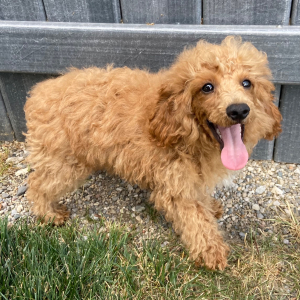 Poodle Puppy Harvey