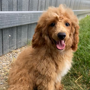 Poodle Puppy Harvey