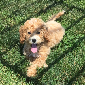 Cavapoo Puppy Shona