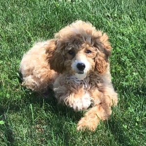 Cavapoo Puppy Shona
