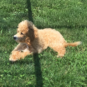 Cavapoo Puppy Shona