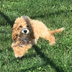 Cavapoo Puppy Shona