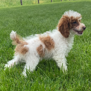 Poodle Puppy Wanda