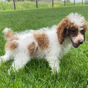 Poodle Puppy Wanda