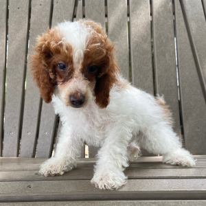 Poodle Puppy Wanda