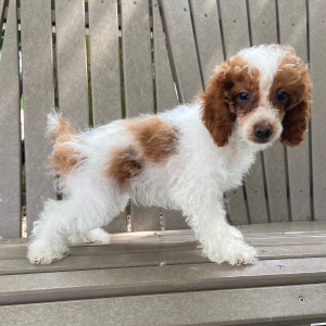 Poodle Puppy Wanda