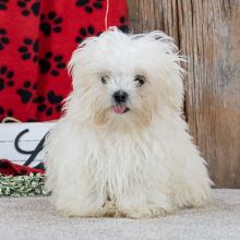 Maltese Puppy Lachelle