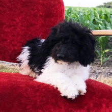Labradoodle Puppy Yeni