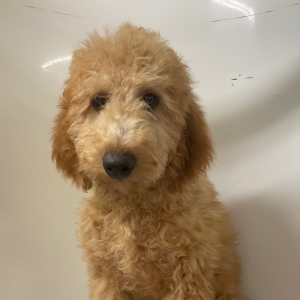 Goldendoodle Puppy Potus