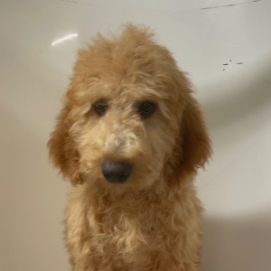 Goldendoodle Puppy Potus