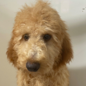 Goldendoodle Puppy Potus