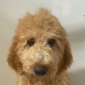 Goldendoodle Puppy Potus