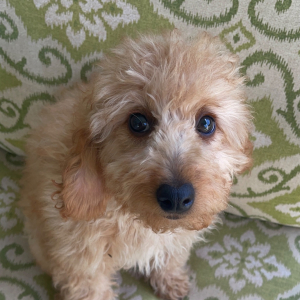 Goldendoodle Puppy Pocket