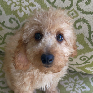 Goldendoodle Puppy Pocket