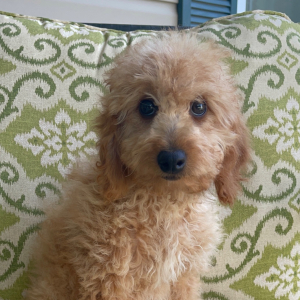Goldendoodle Puppy Pocket