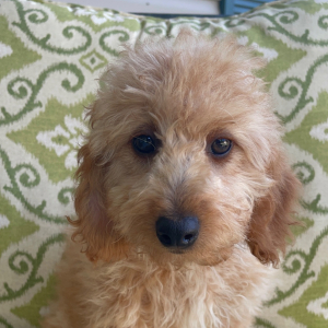 Goldendoodle Puppy Pocket