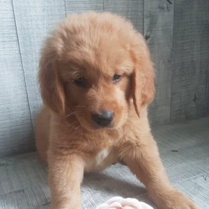 Golden Retriever Puppy Eddie