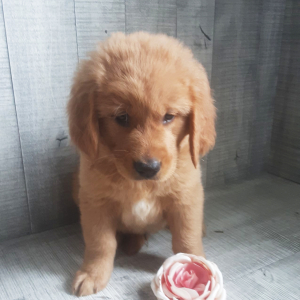 Golden Retriever Puppy Eddie