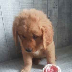 Golden Retriever Puppy Eddie