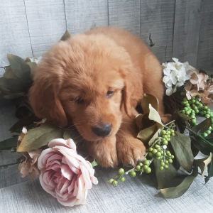 Golden Retriever Puppy Eddie