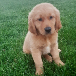 Golden Retriever Puppy Eddie