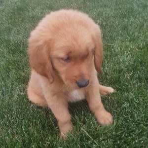 Golden Retriever Puppy Eddie